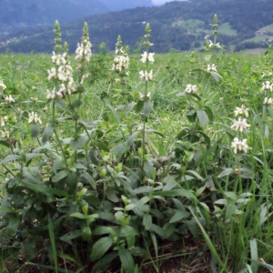 Photographie n°672825 du taxon Stachys recta L.