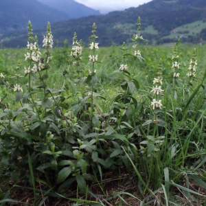 Photographie n°672826 du taxon Stachys recta L.