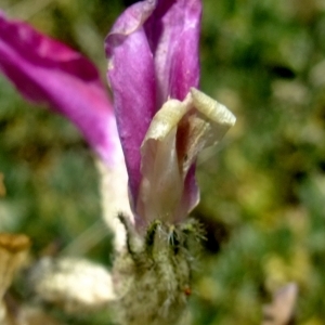 Photographie n°672907 du taxon Astragalus vesicarius L. [1753]