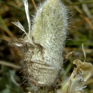 Photographie n°672909 du taxon Astragalus vesicarius L. [1753]