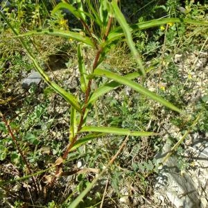 Photographie n°672915 du taxon Buphthalmum salicifolium L. [1753]