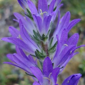 Photographie n°672930 du taxon Campanula spicata Borkh. [1794]