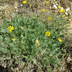 Photographie n°672948 du taxon Coronilla minima L. [1756]