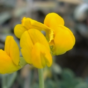 Photographie n°672949 du taxon Coronilla minima L. [1756]