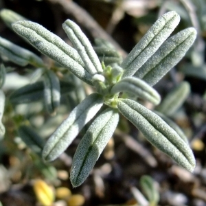 Photographie n°672964 du taxon Helianthemum apenninum (L.) Mill. [1768]