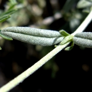 Photographie n°672965 du taxon Helianthemum apenninum (L.) Mill. [1768]