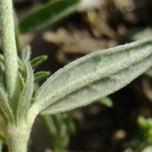 Photographie n°672966 du taxon Helianthemum apenninum (L.) Mill. [1768]