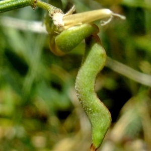 Photographie n°672985 du taxon Hippocrepis comosa L. [1753]