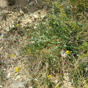 Photographie n°672986 du taxon Hippocrepis comosa L. [1753]