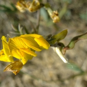 Photographie n°672987 du taxon Hippocrepis comosa L. [1753]