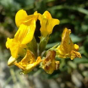 Photographie n°672988 du taxon Hippocrepis comosa L. [1753]