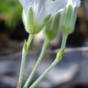 Photographie n°673038 du taxon Minuartia laricifolia (L.) Schinz & Thell. [1907]