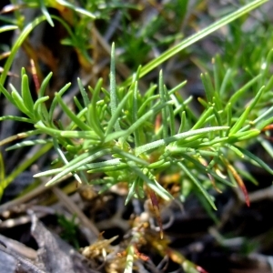 Photographie n°673039 du taxon Minuartia laricifolia (L.) Schinz & Thell. [1907]