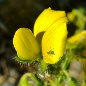 Photographie n°673051 du taxon Ononis natrix L. [1753]