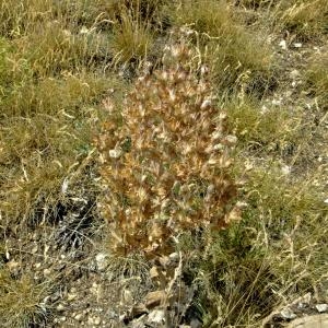 Photographie n°673072 du taxon Salvia aethiopis L. [1753]