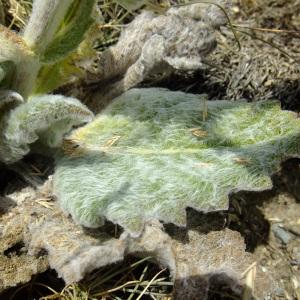 Photographie n°673088 du taxon Salvia aethiopis L. [1753]