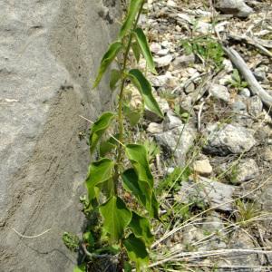 Photographie n°673133 du taxon Aristolochia pistolochia L. [1753]