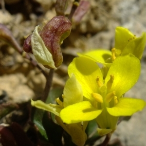 Photographie n°673168 du taxon Brassica repanda (Willd.) DC. [1821]