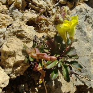 Photographie n°673169 du taxon Brassica repanda (Willd.) DC. [1821]