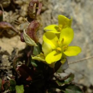 Photographie n°673172 du taxon Brassica repanda (Willd.) DC. [1821]