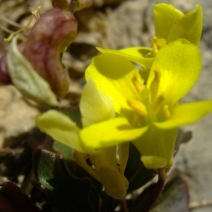 Photographie n°673174 du taxon Brassica repanda (Willd.) DC. [1821]