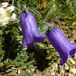 Photographie n°673190 du taxon Campanula alpestris All. [1773]