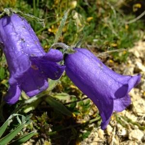 Photographie n°673192 du taxon Campanula alpestris All. [1773]