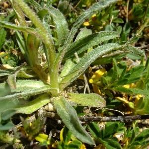 Photographie n°673194 du taxon Campanula alpestris All. [1773]