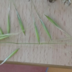  - Avena fatua sensu L. [1753]