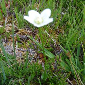 Photographie n°673470 du taxon Parnassia palustris L.