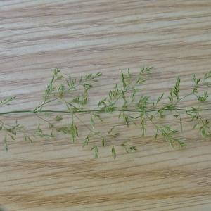 Photographie n°673496 du taxon Agrostis stolonifera L. [1753]