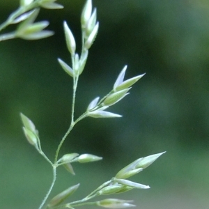 Photographie n°673497 du taxon Agrostis stolonifera L. [1753]