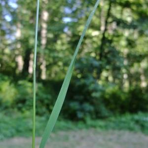 Photographie n°673499 du taxon Agrostis stolonifera L. [1753]