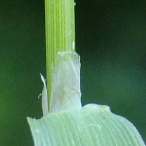 Photographie n°673500 du taxon Agrostis stolonifera L. [1753]