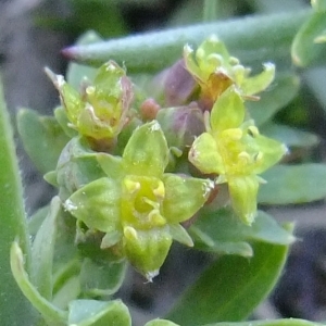 Photographie n°673504 du taxon Alchemilla pentaphyllea L. [1753]