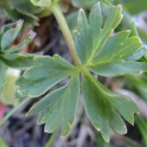 Photographie n°673506 du taxon Alchemilla pentaphyllea L. [1753]