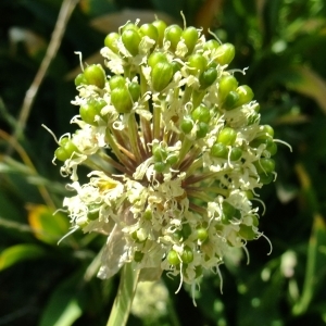 Photographie n°673513 du taxon Allium victorialis L. [1753]