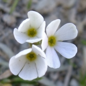 Photographie n°673536 du taxon Androsace adfinis subsp. brigantiaca (Jord. & Fourr.) Kress [1981]