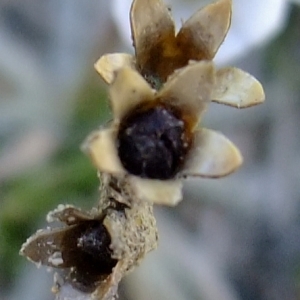 Photographie n°673537 du taxon Androsace adfinis subsp. brigantiaca (Jord. & Fourr.) Kress [1981]