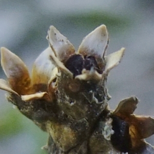 Photographie n°673538 du taxon Androsace adfinis subsp. brigantiaca (Jord. & Fourr.) Kress [1981]