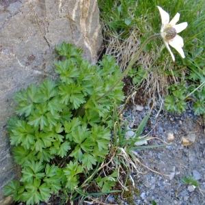 Photographie n°673553 du taxon Anemone baldensis L. [1767]