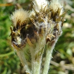 Photographie n°673562 du taxon Antennaria carpatica (Wahlenb.) Bluff & Fingerh. [1825]