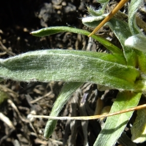 Photographie n°673569 du taxon Antennaria carpatica (Wahlenb.) Bluff & Fingerh. [1825]