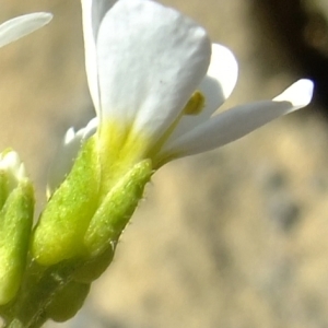 Photographie n°673574 du taxon Arabis alpina hort.