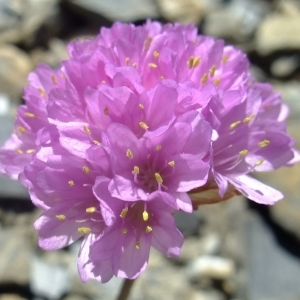 Photographie n°673583 du taxon Armeria alpina Willd. [1809]