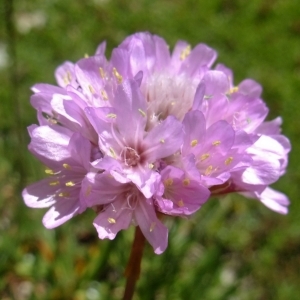 Photographie n°673591 du taxon Armeria alpina Willd. [1809]