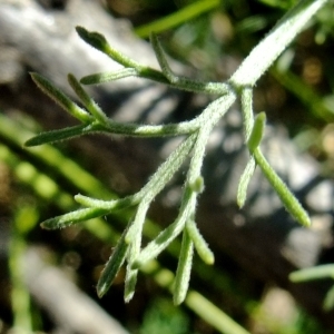 Photographie n°673592 du taxon Artemisia alba Turra [1764]