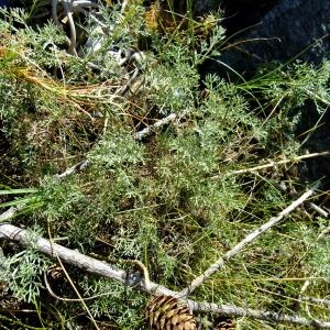 Photographie n°673593 du taxon Artemisia alba Turra [1764]