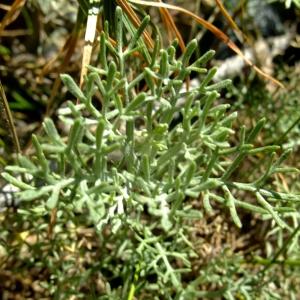 Photographie n°673594 du taxon Artemisia alba Turra [1764]