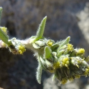 Photographie n°673600 du taxon Artemisia genipi Weber [1775]